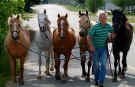 horses.jpg (123071 bytes)
